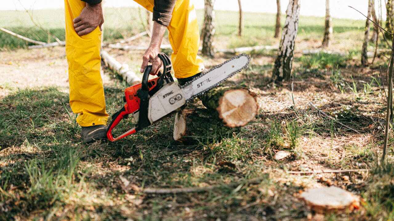 Large Tree Removal in Gillespie, IL